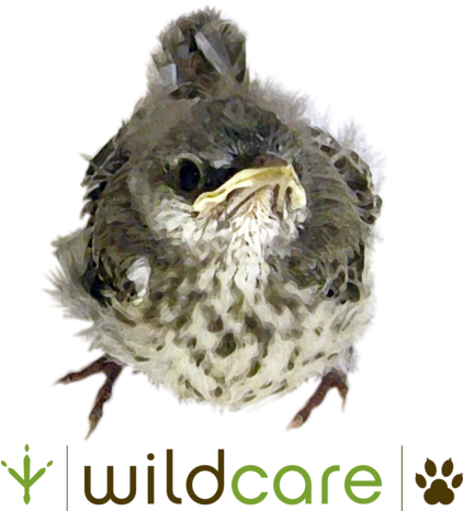 Baby Mockingbird Tote Bag - Tote Bag (421x480), Png Download