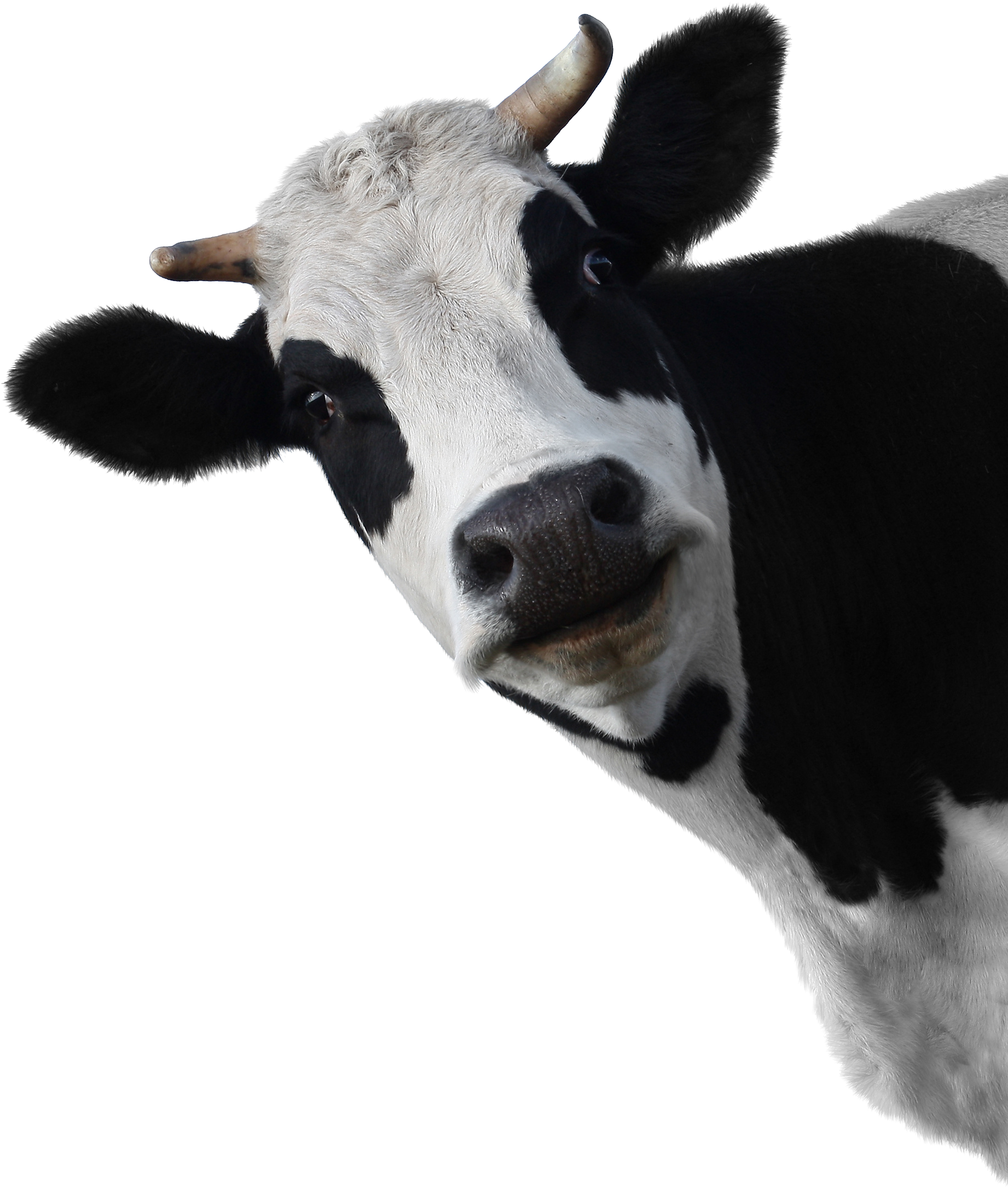 Cow Head White Background (1024x1180), Png Download