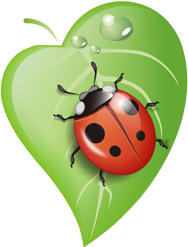 Rock Clipart, Baby Bug, Baby Ladybug, Ladybug Art, - Ladybug On Leaf Drawing (380x500), Png Download