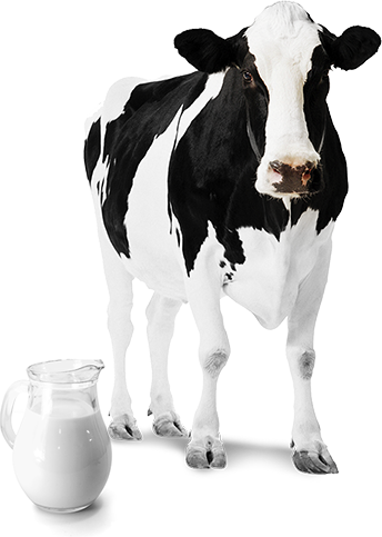Sistemas De Ordenha - Holstein Cow (344x483), Png Download
