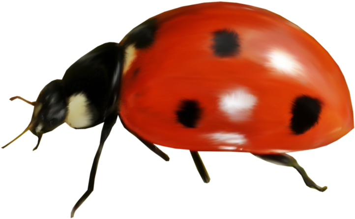 Яндекс - Фотки - Ladybird Beetle (800x706), Png Download