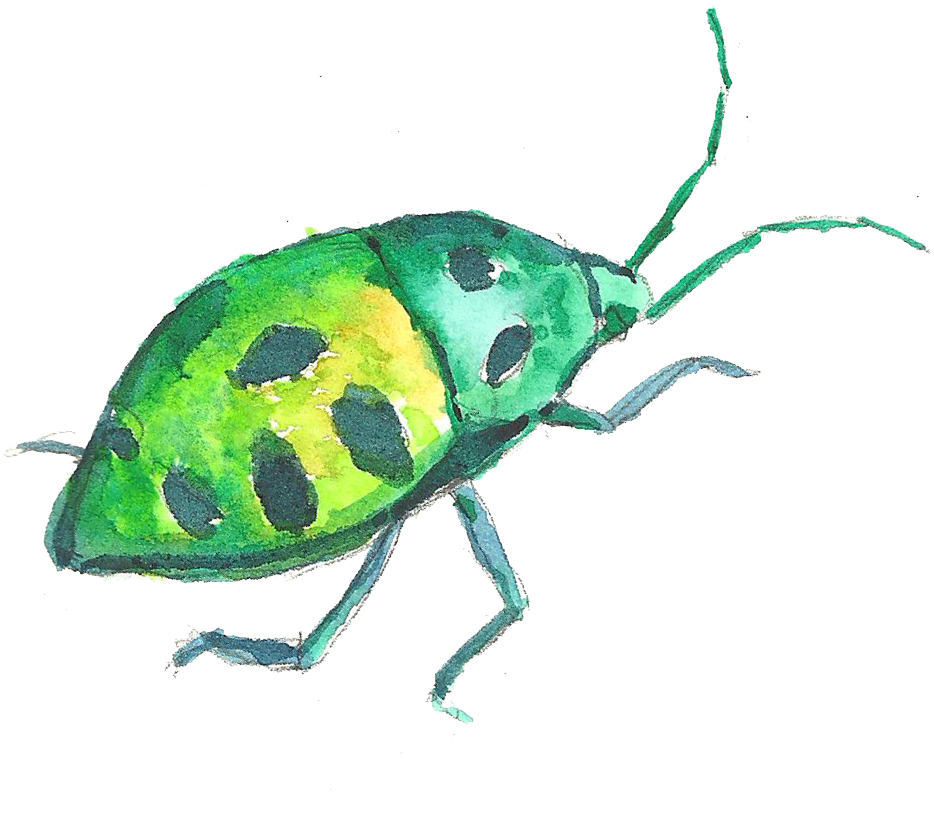 Free Stock Volkswagen Beetle Painting Crawling Green - Insect Watercolor Png (934x832), Png Download