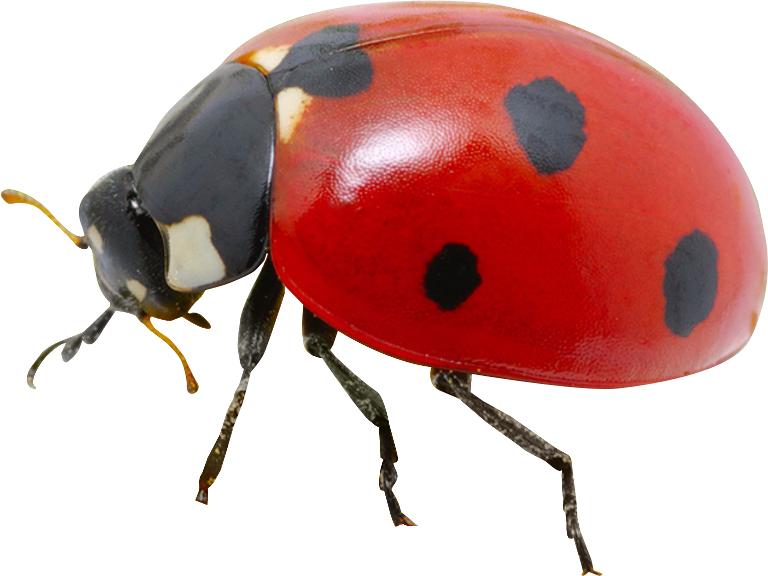 Ladybug Png Transparent Image - Real Ladybug Png (500x388), Png Download