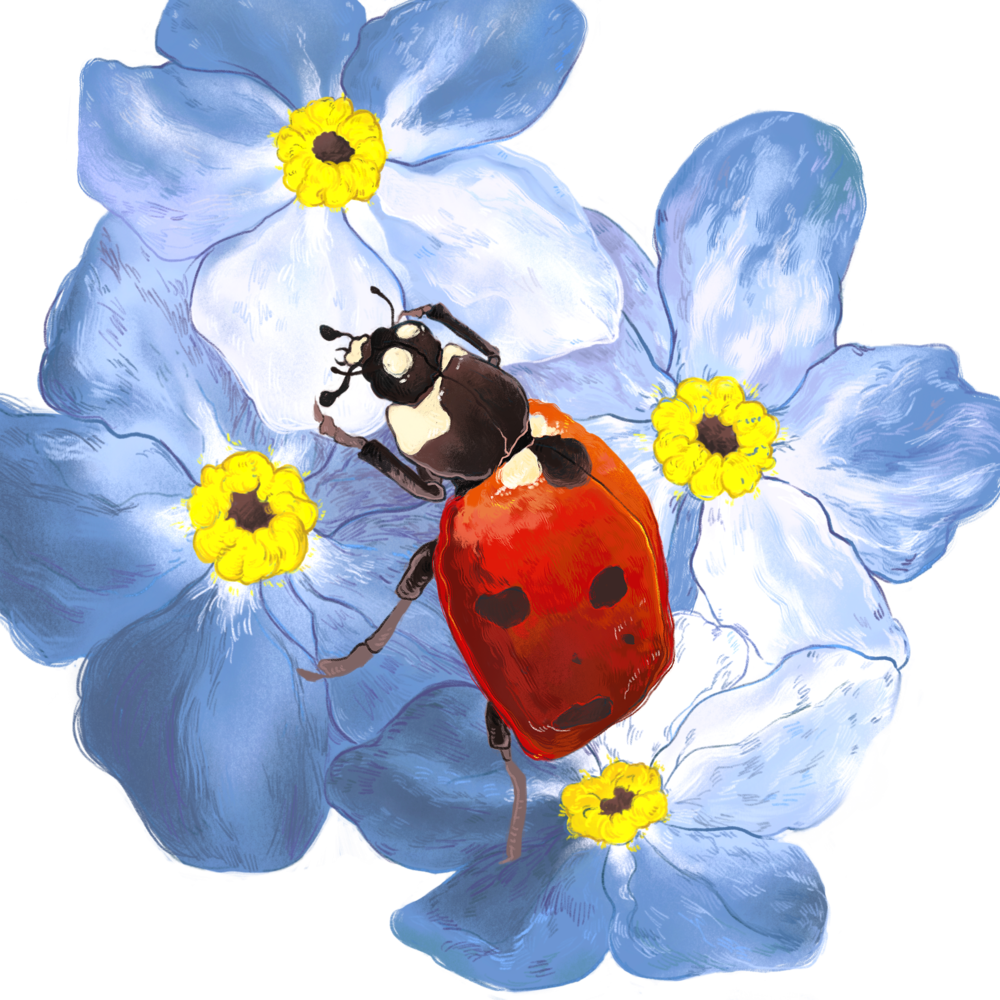 Lady Beetle (1000x1000), Png Download
