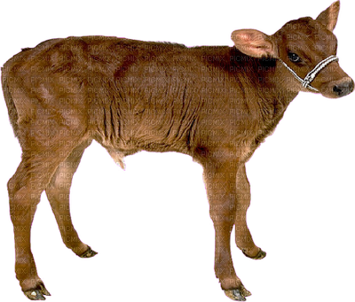 Vaca By Estrellacristal - Mesohippus Horse (400x341), Png Download