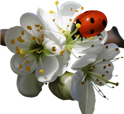 Flws-ladybug - Ladybird On Flower (427x400), Png Download