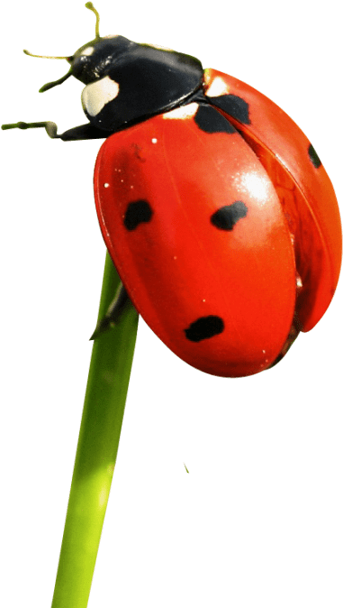 Free Png Ladybug Png Images Transparent - Lady Bug Zoology (480x715), Png Download