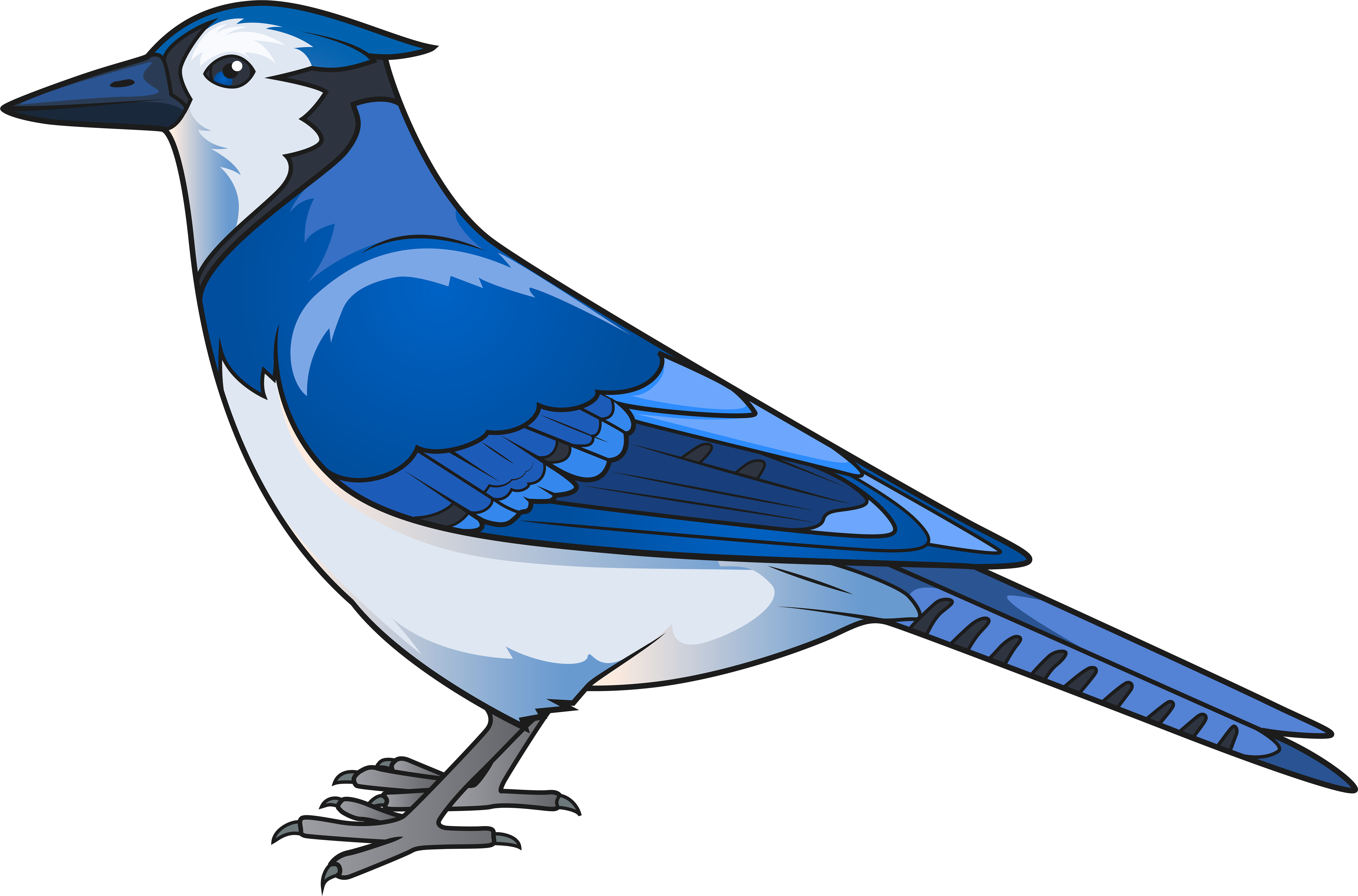 Download Bird Transparent Clip Art Blue Jay Transparent Png Image With No Background Pngkey Com