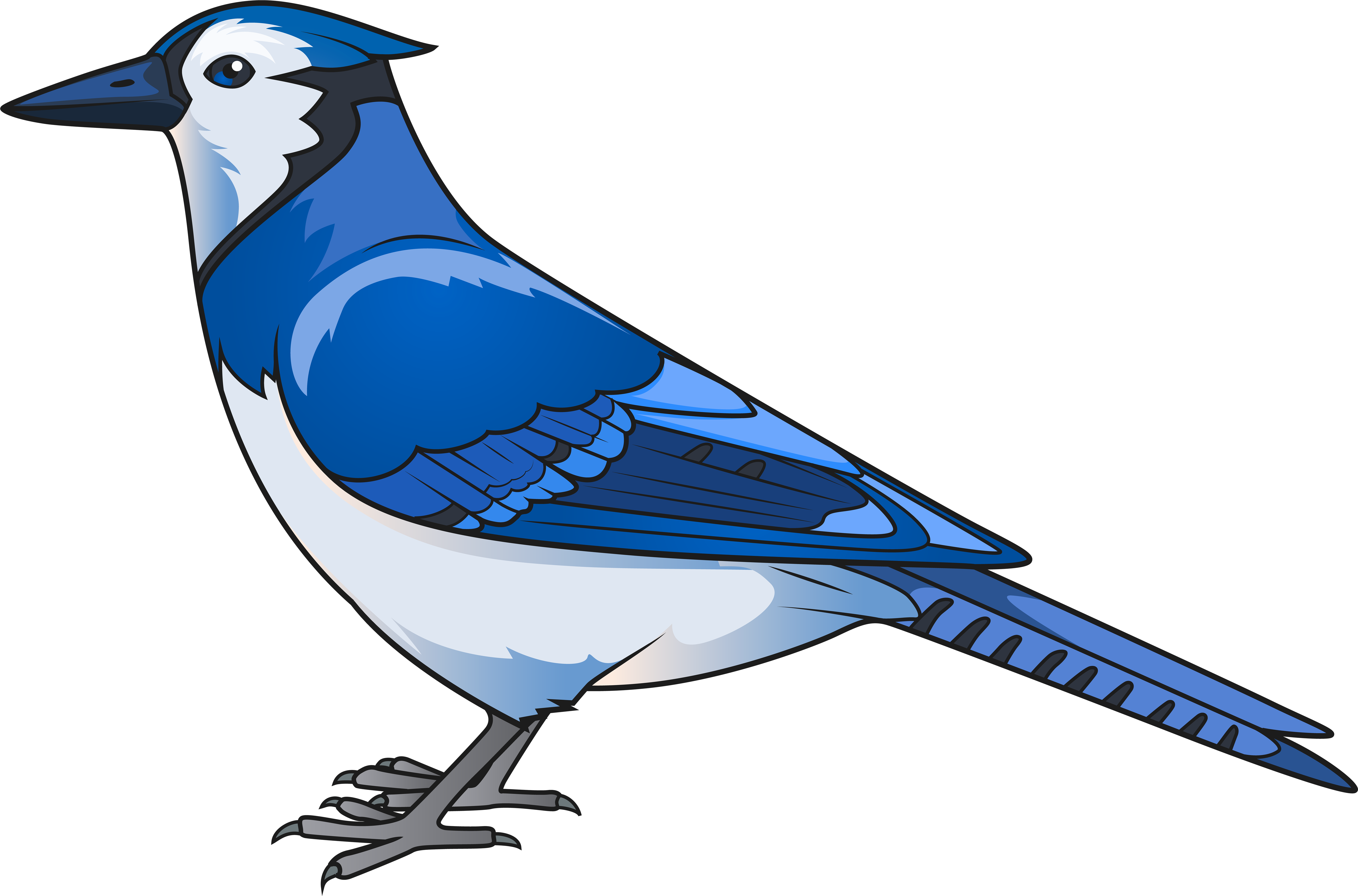 Download Bird Transparent Clip Art Blue Jay Transparent Png Image With No Background Pngkey Com Download Bird Transparent Clip Art Blue Jay Transparent Png Image With No Background Pngkey Com