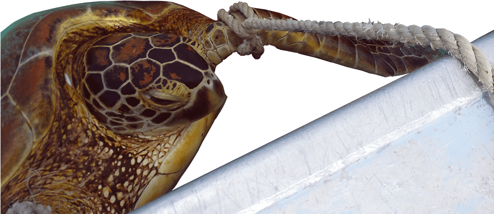 John Parmenter / Wwf-aus - Loggerhead Sea Turtle (1000x993), Png Download