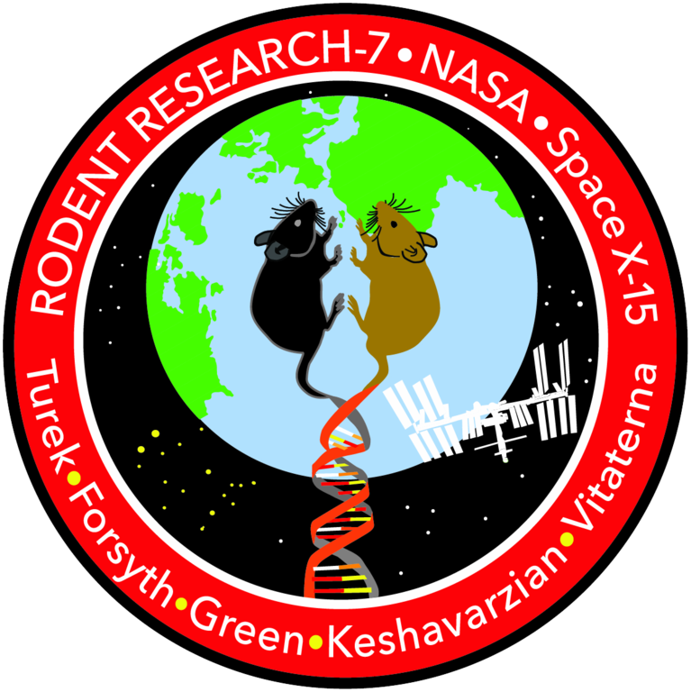 Rodent Research-7 Mission Patch - Northwestern University (767x768), Png Download