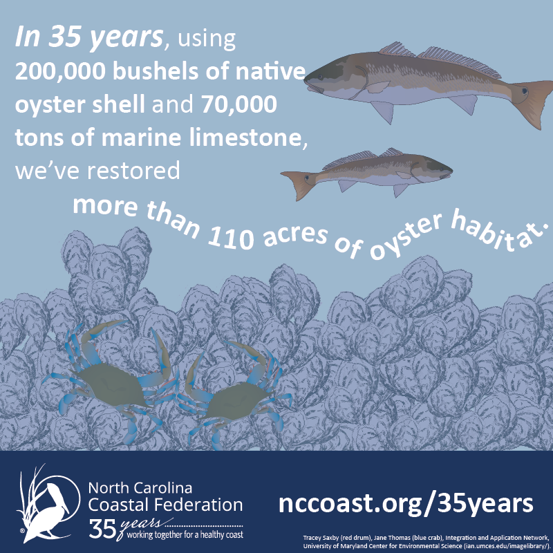 Today Is National Oyster Day, And Here At The North - Oyster (800x800), Png Download