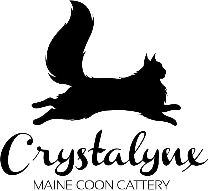 Crystalynx Is A Maine Coon Cattery Based In Pattaya, - Maine Coon (800x738), Png Download