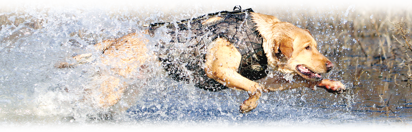 Dog Days Coming In - Cabela's (1405x450), Png Download