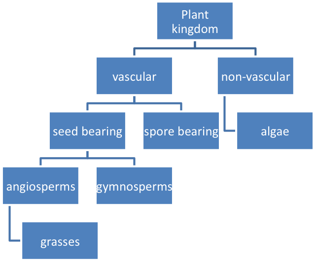 Example Of Plant Classification - Classification Of Plants Concept Map (902x531), Png Download