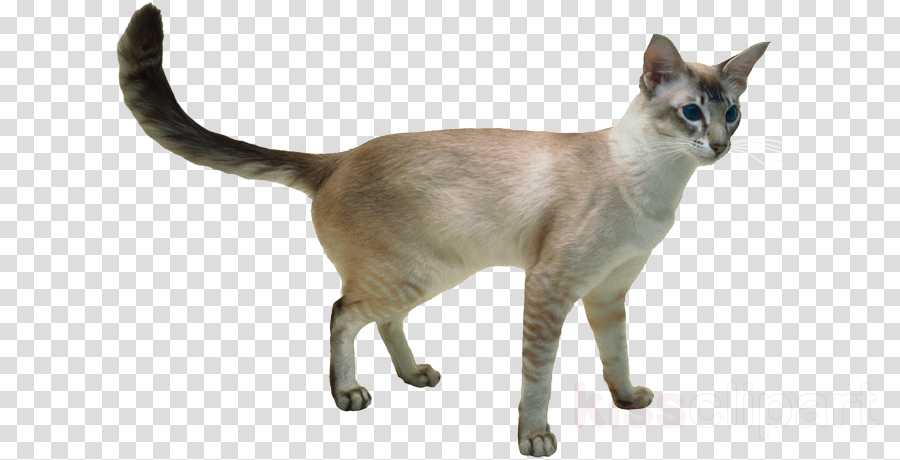 Javanese Cat Clipart Javanese Cat Balinese Cat Japanese - Bbq Butler Wax Paper Food Basket Liners - Deli / Bbq (900x460), Png Download