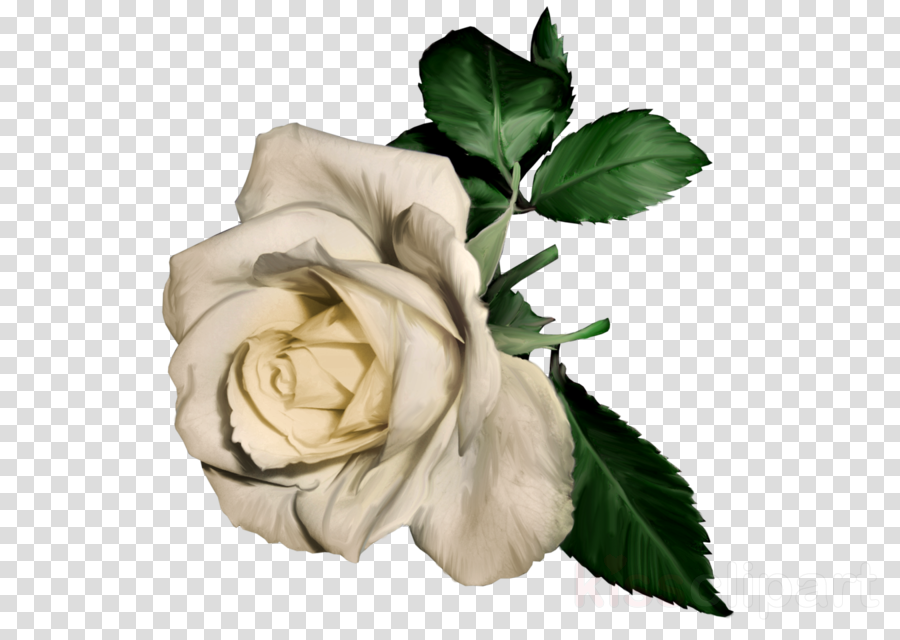 Rose Clipart Rose Flower Clip Art - White Roses Painting (900x640), Png Download