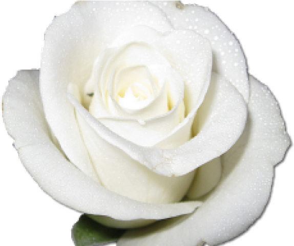Roses Clipart Png (640x480), Png Download