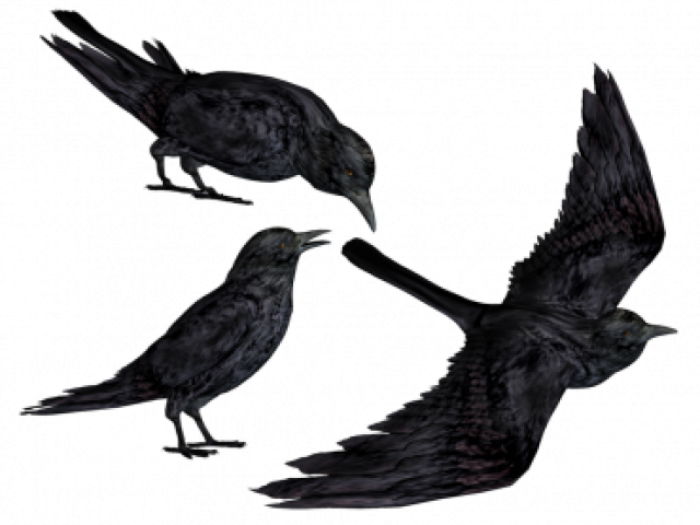 Raven Clipart Transparent Background - Black Crows Png (640x480), Png Download