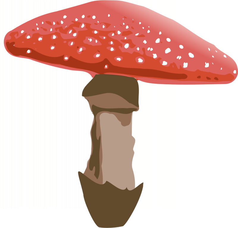 Amanita Muscaria Png Clipart Fly Agaric Clip Art - Mushroom Clipart Transparent Background (800x768), Png Download