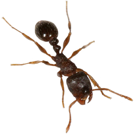 Ants Clipart Transparent Background - Ant With No Background (640x480), Png Download