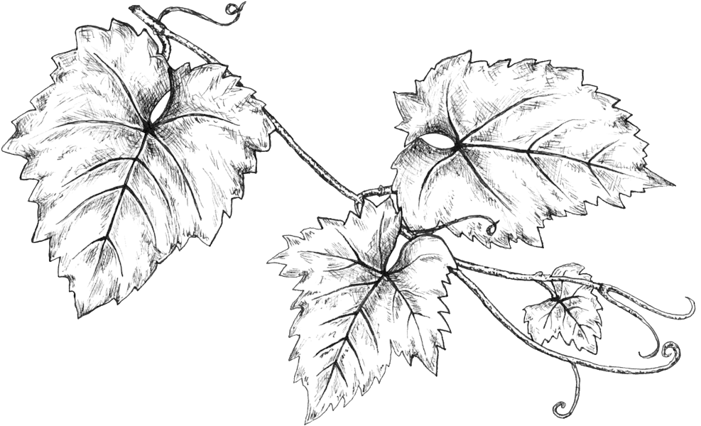 Grapeleaves Linedrawing - Portable Network Graphics (1000x621), Png Download