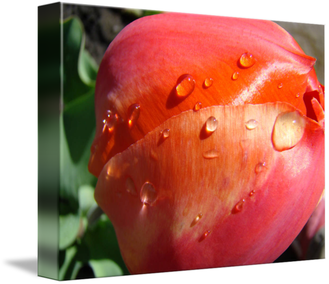 Raindrops Transparent Rose Rain - Flower (650x560), Png Download