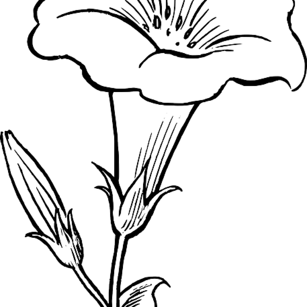 Download Flower Outline Drawing Black White Flowers Free Dinosaur ...