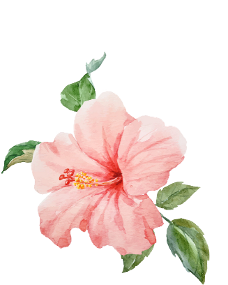 Tropical Flower Transparent Background (480x518), Png Download