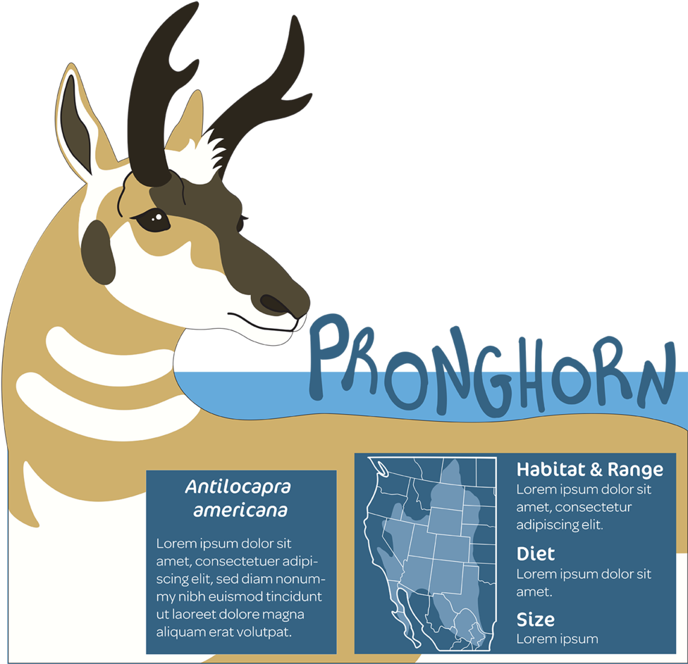 Pronghorn Finished 72 - Pronghorn (1000x945), Png Download