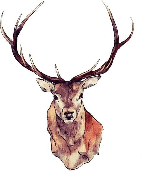 Deer Face - Deer Temporary Tattoos Tattoo Sticker (500x634), Png Download