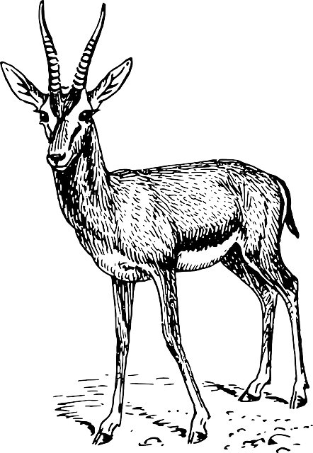 Drawing, Standing, Animal, Mammal, Gazelle, Antlers - Springbok Black And White (442x640), Png Download
