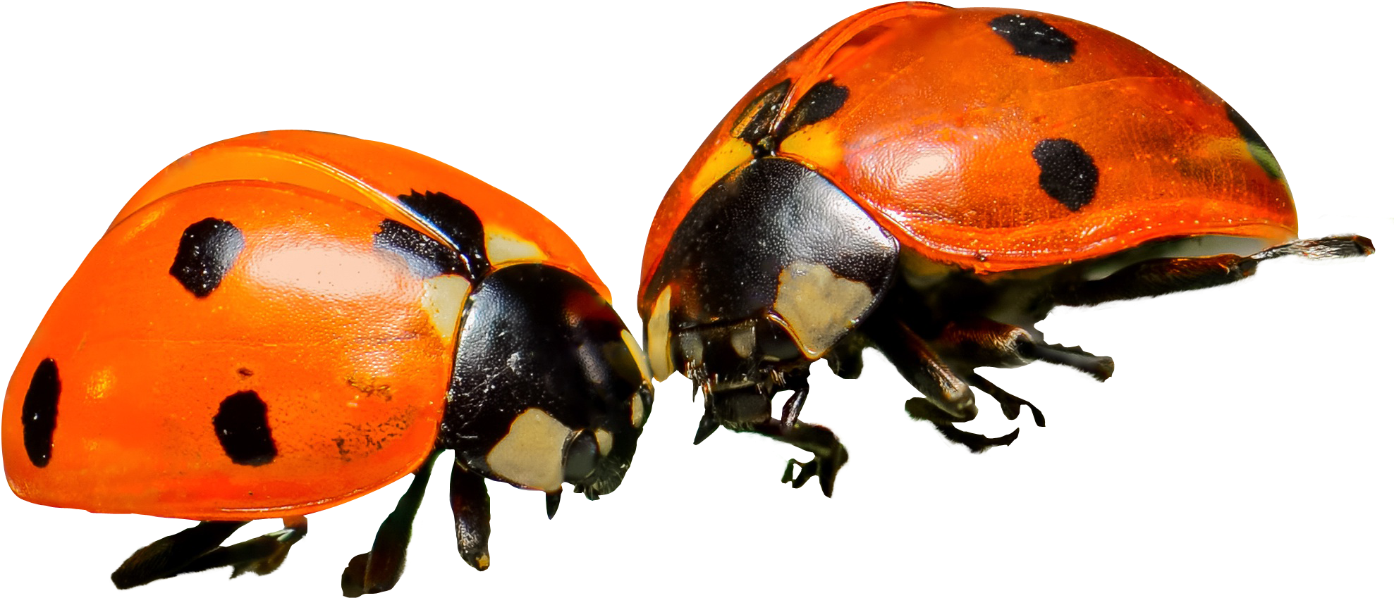 Lady Bug Png (2036x987), Png Download