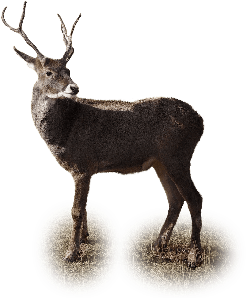 Deer (866x1280), Png Download