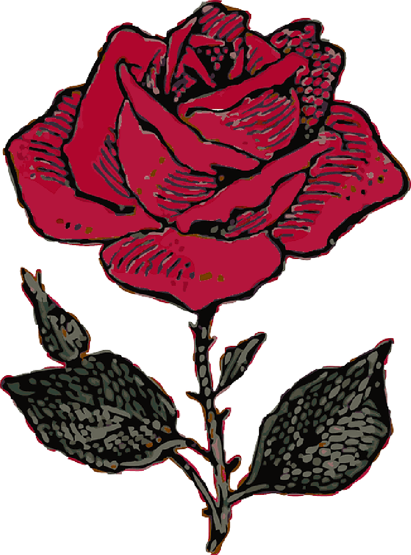 Mb Image/png - Rose Illustration (800x1080), Png Download