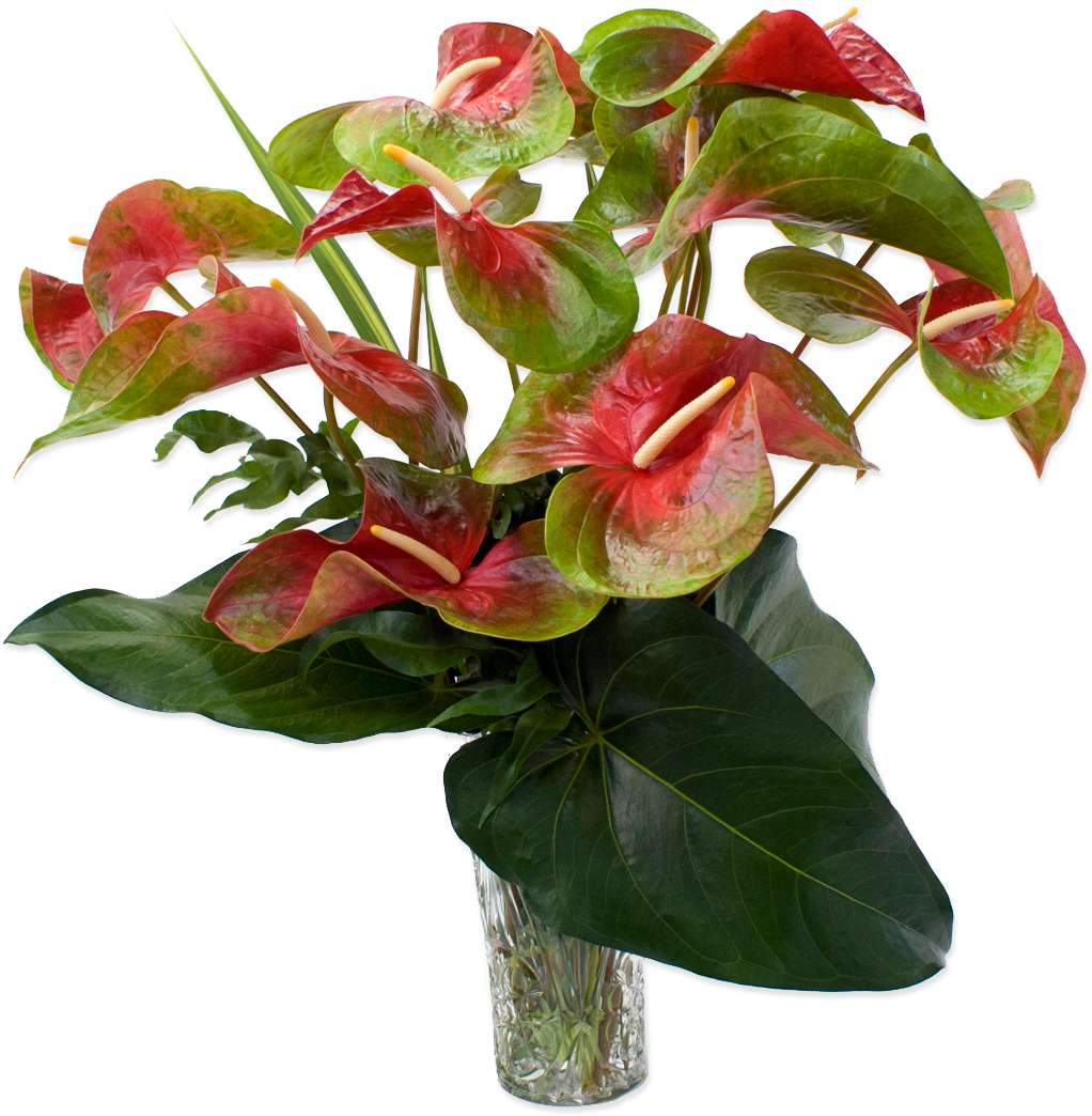 Anthurium Hawaiian Flowers (1200x1200), Png Download