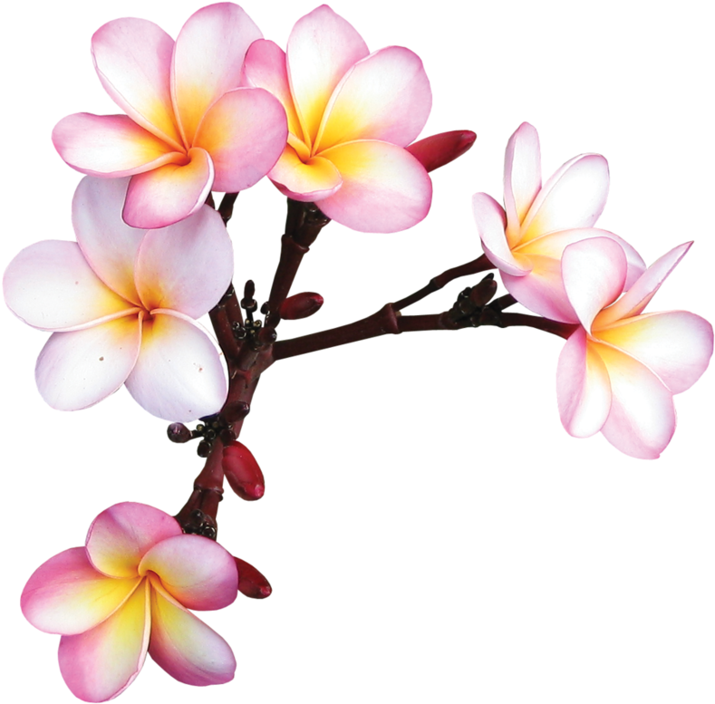 Фотки Exotic Flowers, Tropical Flowers, Colorful Flowers, - Frame Flower Kamboja Png (800x788), Png Download