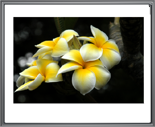 Photo Hawaiian-flowers - Hawaiian Flowers (978x742), Png Download
