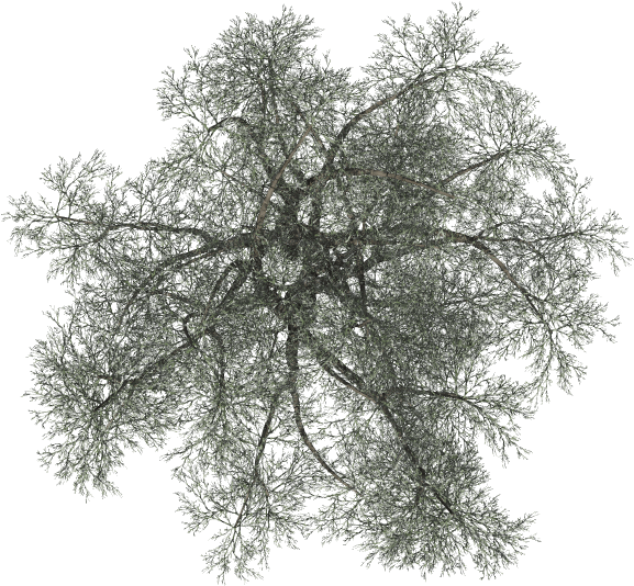 24 Mar 2009 - Pond Pine (606x557), Png Download