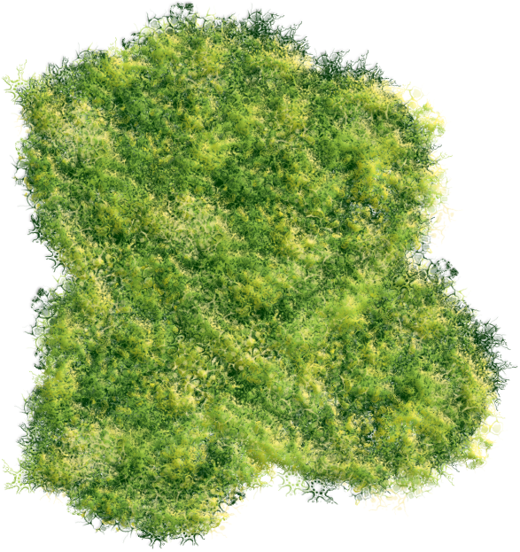 Trees Top Png Graphic Black And White Stock - Tree Top Down Png (706x686), Png Download