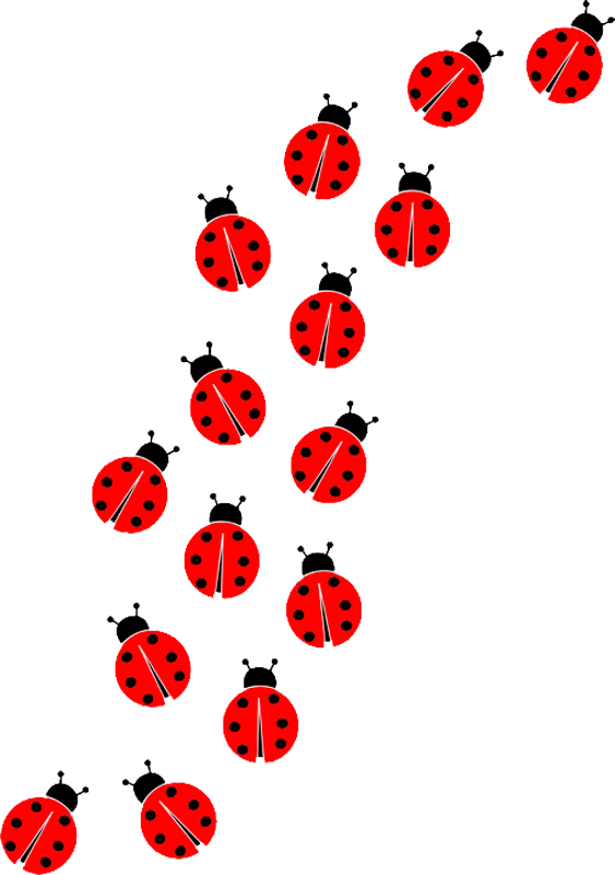 Ladybug Insect Transparent Images - Imagem Da Ladybug Png (563x800), Png Download