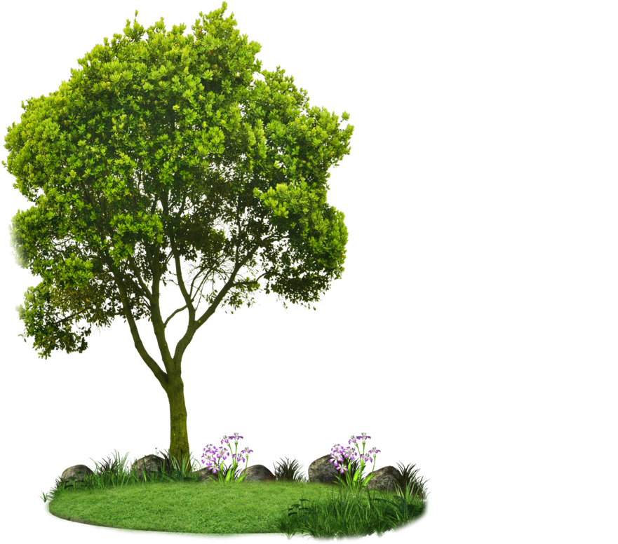 Png Tree Alpha - Png Tree By Paradise234 (900x1165), Png Download