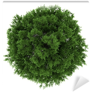 Top View Of Small-leaved Lime Tree Isolated On White - Tilia Cordata Top View (400x400), Png Download