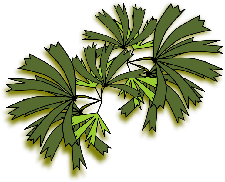 Clipart Resolution 800*800 - Rhapis Excelsa Top View (800x800), Png Download