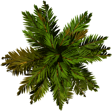 Tree Plan Png Tree Plan View Png Palm Tree Top View - Palm Top View Png