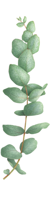 Eucalyptus Cinerea - Eucalyptus Tattoo (700x700), Png Download