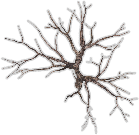19 185k Tree Dead 06 Feb 2009 - Winter Tree Top View Png (640x480), Png Download
