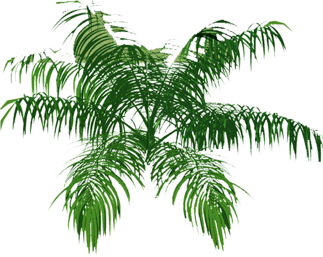 Palm Tree Top Png Download - Transparent Palm Tree Top (672x752), Png Download