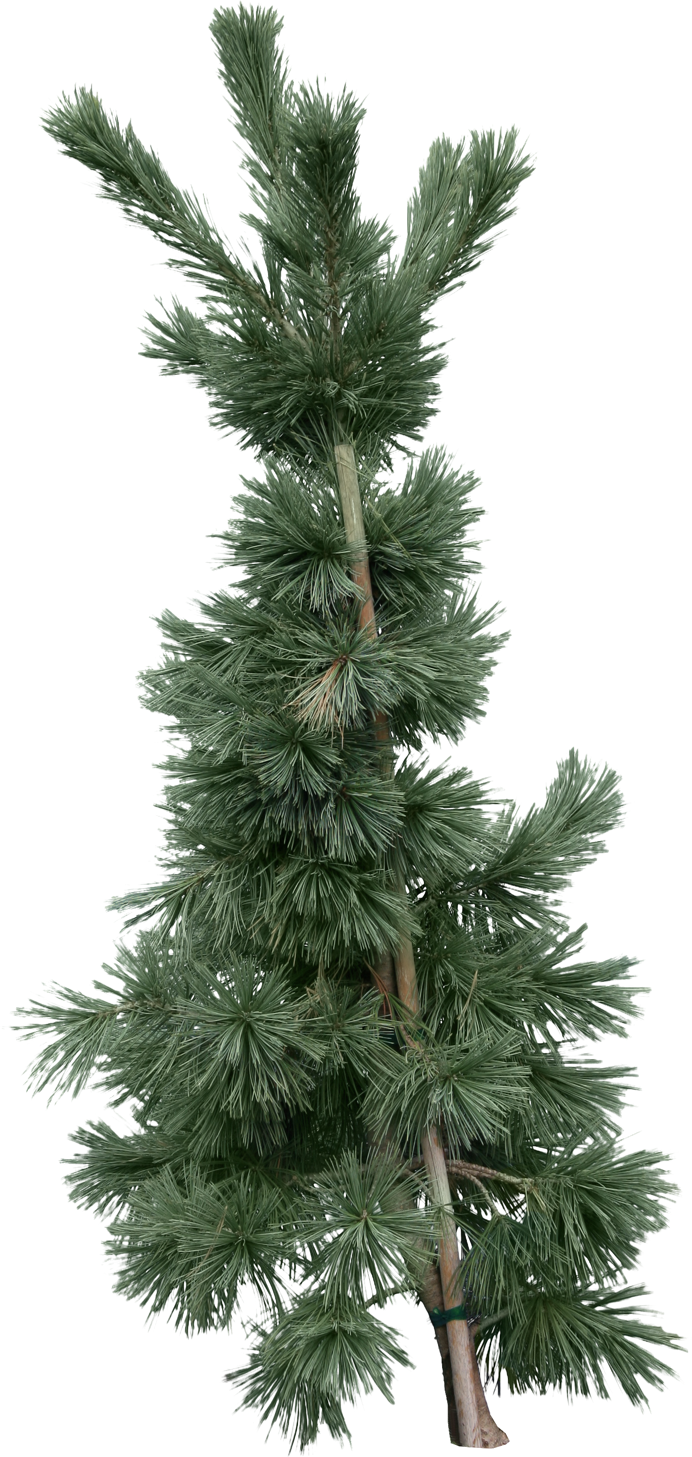 Fir-tree Png Image - Fir (1368x2881), Png Download