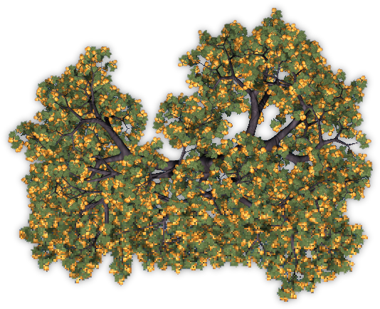 Fruit Trees Top View Png (576x468), Png Download